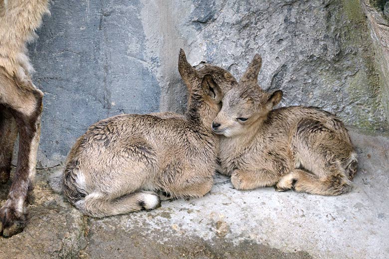 Sibirische Steinbock Jungtier-Zwillinge am 19. Mai 2021 am Fuß des Steinbock-Felsen im Zoo Wuppertal