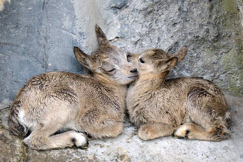 Sibirische Steinbock Jungtier-Zwillinge am 19. Mai 2021 am Fuß des Steinbock-Felsen im Zoologischen Garten Wuppertal