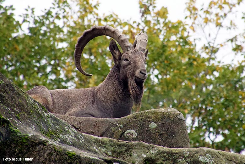 Sibirischer Steinbock am 14. Oktober 2021 auf dem Steinbock-Felsen im Grünen Zoo Wuppertal (Foto Klaus Tüller)