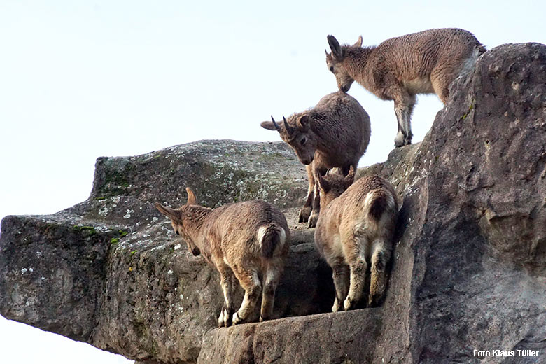 Sibirische Steinböcke am 18. November 2021 auf dem Steinbock-Felsen im Grünen Zoo Wuppertal (Foto Klaus Tüller)