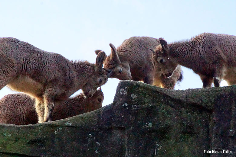 Sibirische Steinböcke am 18. November 2021 auf dem Steinbock-Felsen im Wuppertaler Zoo (Foto Klaus Tüller)