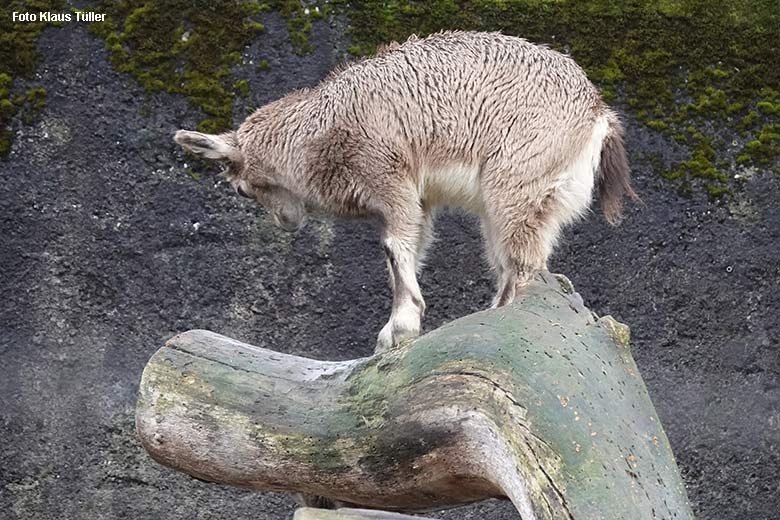 Sibirisches Steinbock-Jungtier am 26. Dezember 2021 am Steinbock-Felsen im Zoo Wuppertal (Foto Klaus Tüller)