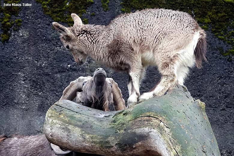 Sibirischer Steinbock mit Jungtier am 26. Dezember 2021 am Steinbock-Felsen im Wuppertaler Zoo (Foto Klaus Tüller)