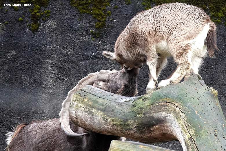 Sibirischer Steinbock mit Jungtier am 26. Dezember 2021 am Steinbock-Felsen im Grünen Zoo Wuppertal (Foto Klaus Tüller)