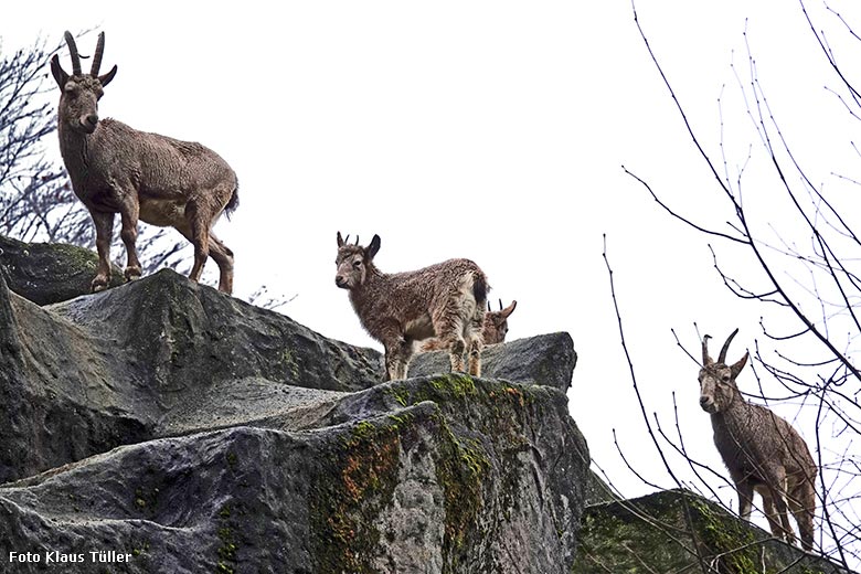 Sibirische Steinböcke am 27. Dezember 2021 auf dem Steinbock-Felsen im Zoologischen Garten Wuppertal (Foto Klaus Tüller)