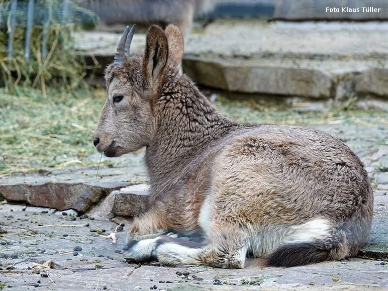 Sibirischer Steinbock am 1. Januar 2022 am Steinbock-Felsen im Wuppertaler Zoo (Foto Klaus Tüller)