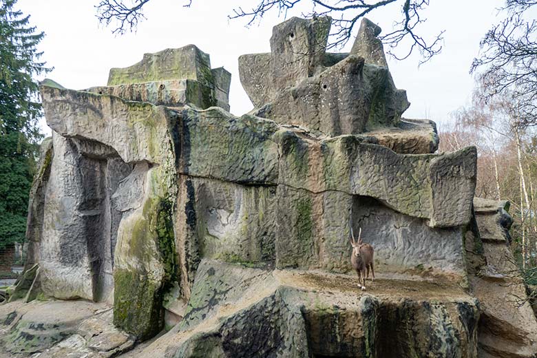 Sibirischer Steinbock am 1. Januar 2022 am Steinbock-Felsen im Grünen Zoo Wuppertal