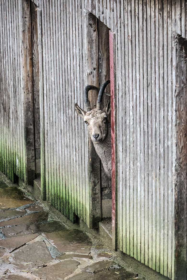 Sibirischer Steinbock am 4. Januar 2022 am Stall-Gebäude im Zoologischen Garten der Stadt Wuppertal