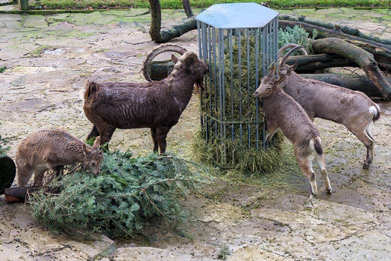 Sibirische Steinböcke am 8. Januar 2022 am Steinbock-Felsen im Grünen Zoo Wuppertal