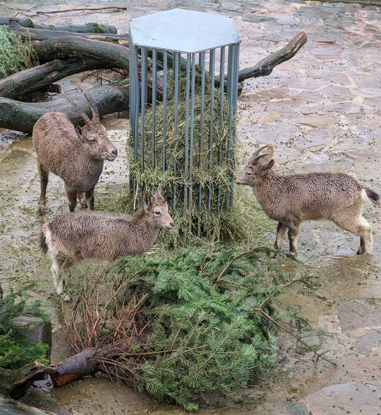 Sibirische Steinböcke am 9. Januar 2022 am Steinbock-Felsen im Wuppertaler Zoo