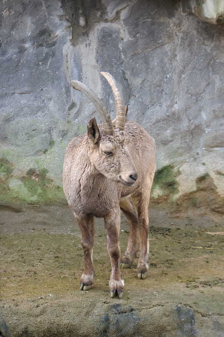 Sibirischer Steinbock am 10. Januar 2022 auf dem Steinbock-Felsen im Zoo Wuppertal