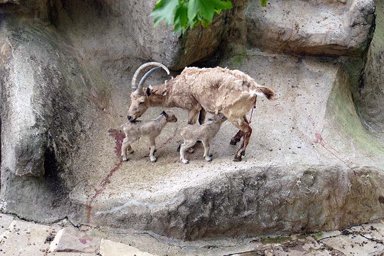 Weiblicher Sibirischer Steinbock MARISCHKA mit frisch geborenen Steinbock-Zwillingen am 5. Mai 2022 am Steinbock-Felsen im Zoologischen Garten der Stadt Wuppertal