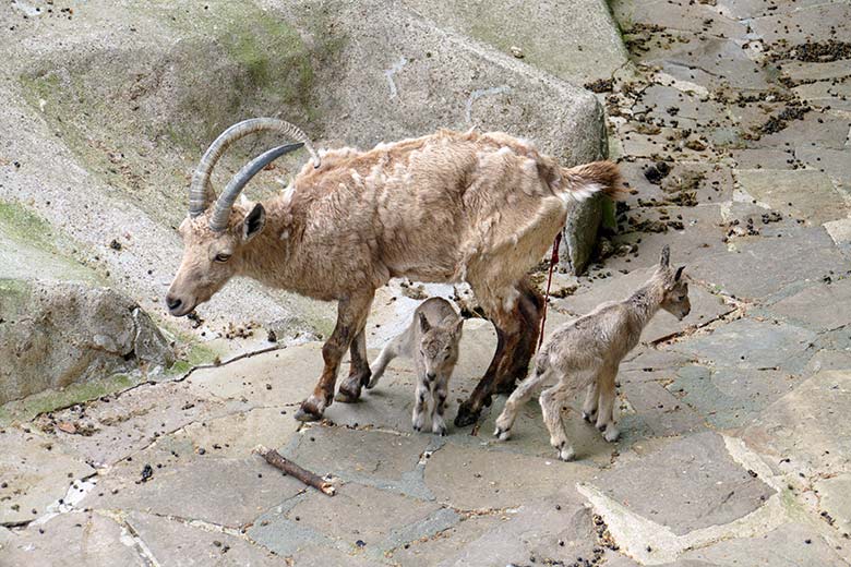 Weiblicher Sibirischer Steinbock MARISCHKA mit frisch geborenen Steinbock-Zwillingen am 5. Mai 2022 am Steinbock-Felsen im Wuppertaler Zoo