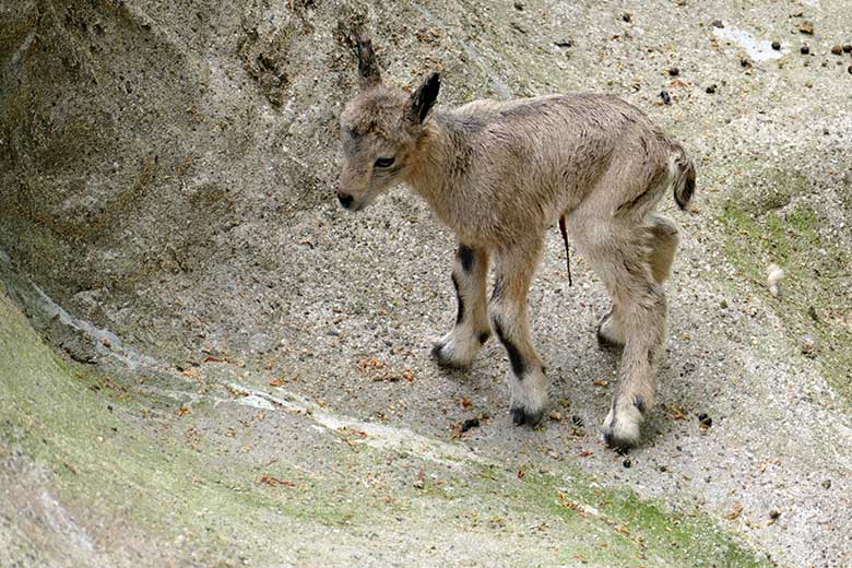 Sibirisches Steinbock-Jungtier am 5. Mai 2022 am Steinbock-Felsen im Grünen Zoo Wuppertal