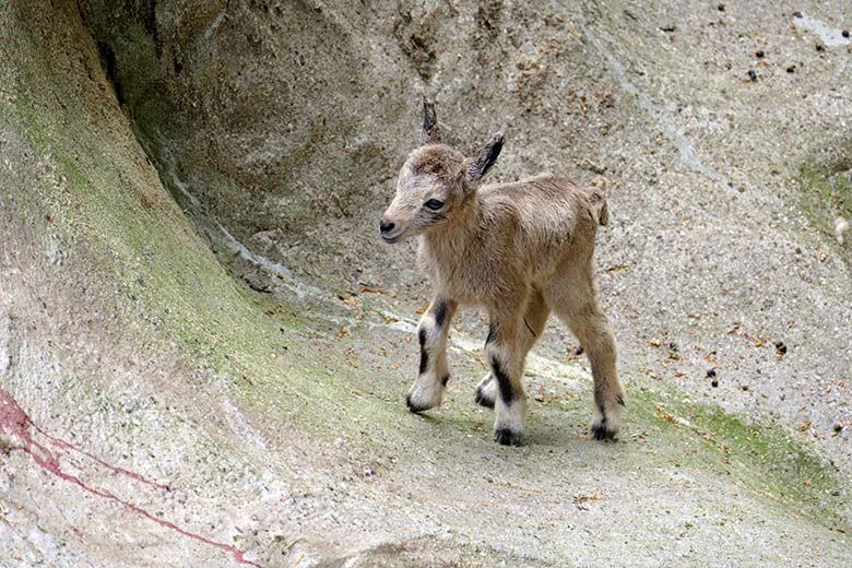 Sibirisches Steinbock-Jungtier am 5. Mai 2022 am Steinbock-Felsen im Zoologischen Garten Wuppertal