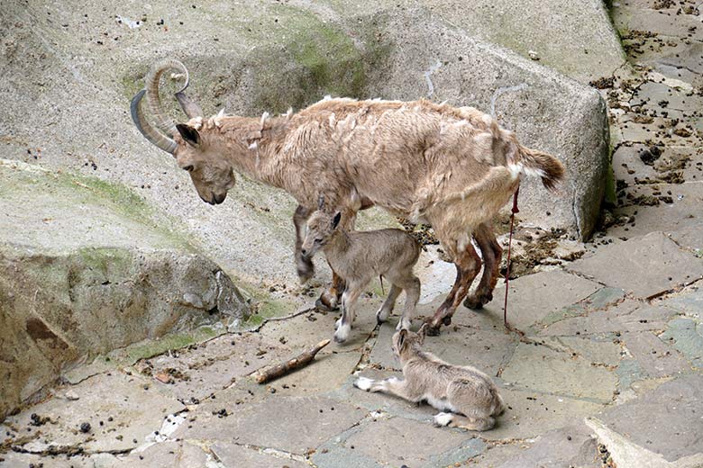 Weiblicher Sibirischer Steinbock MARISCHKA mit frisch geborenen Steinbock-Zwillingen am 5. Mai 2022 am Steinbock-Felsen im Wuppertaler Zoo