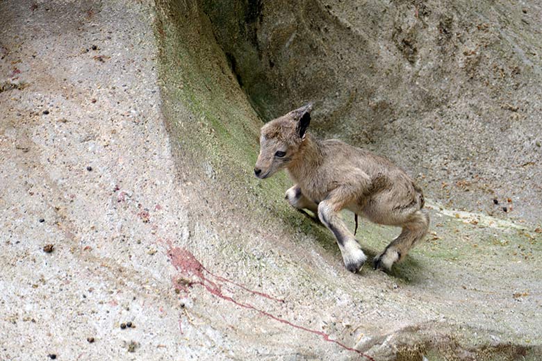 Sibirisches Steinbock-Jungtier am 5. Mai 2022 am Steinbock-Felsen im Zoologischen Garten der Stadt Wuppertal