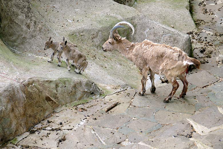 Weiblicher Sibirischer Steinbock MARISCHKA mit frisch geborenen Steinbock-Zwillingen am 5. Mai 2022 am Steinbock-Felsen im Zoo Wuppertal