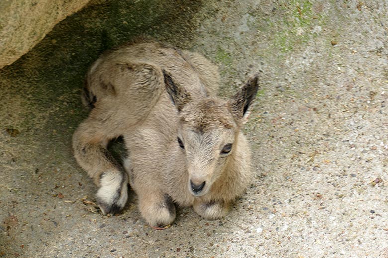 Sibirisches Steinbock-Jungtier am 5. Mai 2022 am Steinbock-Felsen im Zoo Wuppertal