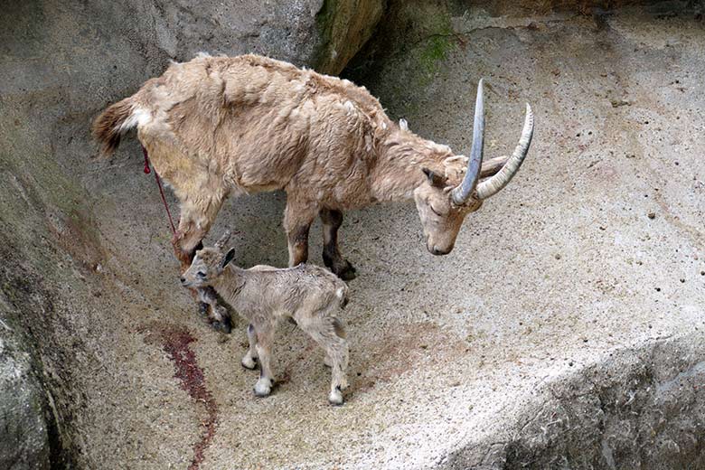 Weiblicher Sibirischer Steinbock MARISCHKA mit frisch geborenem Steinbock-Jungtier am 5. Mai 2022 am Steinbock-Felsen im Wuppertaler Zoo