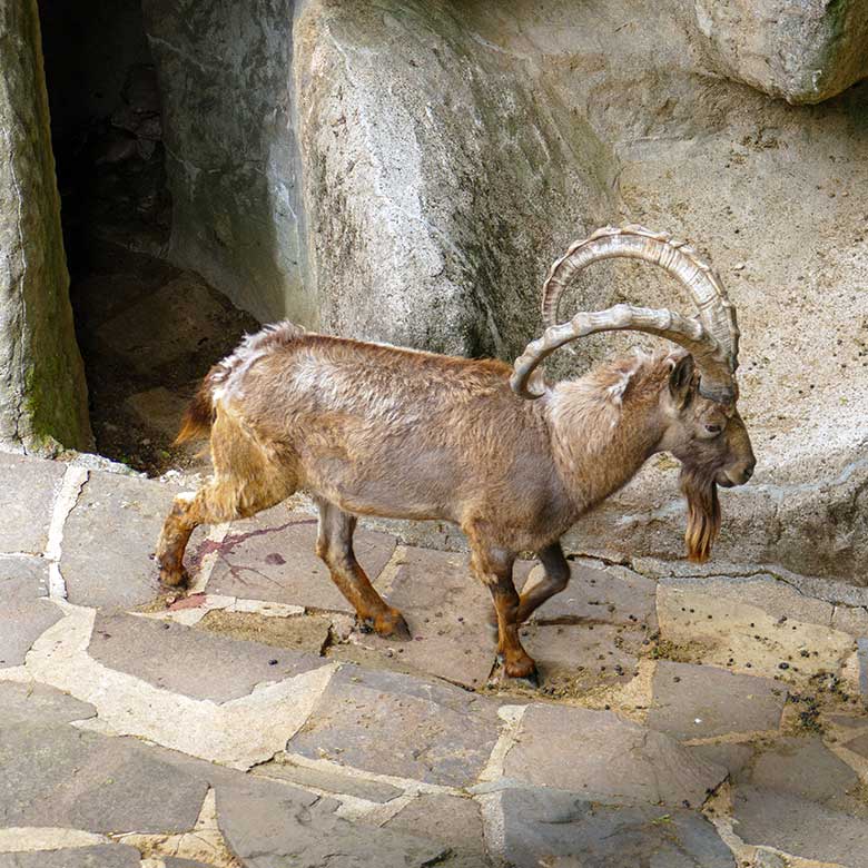 Namenloser männlicher Sibirischer Steinbock am 23. Mai 2022 am Fuß des Steinbock-Felsen im Grünen Zoo Wuppertal