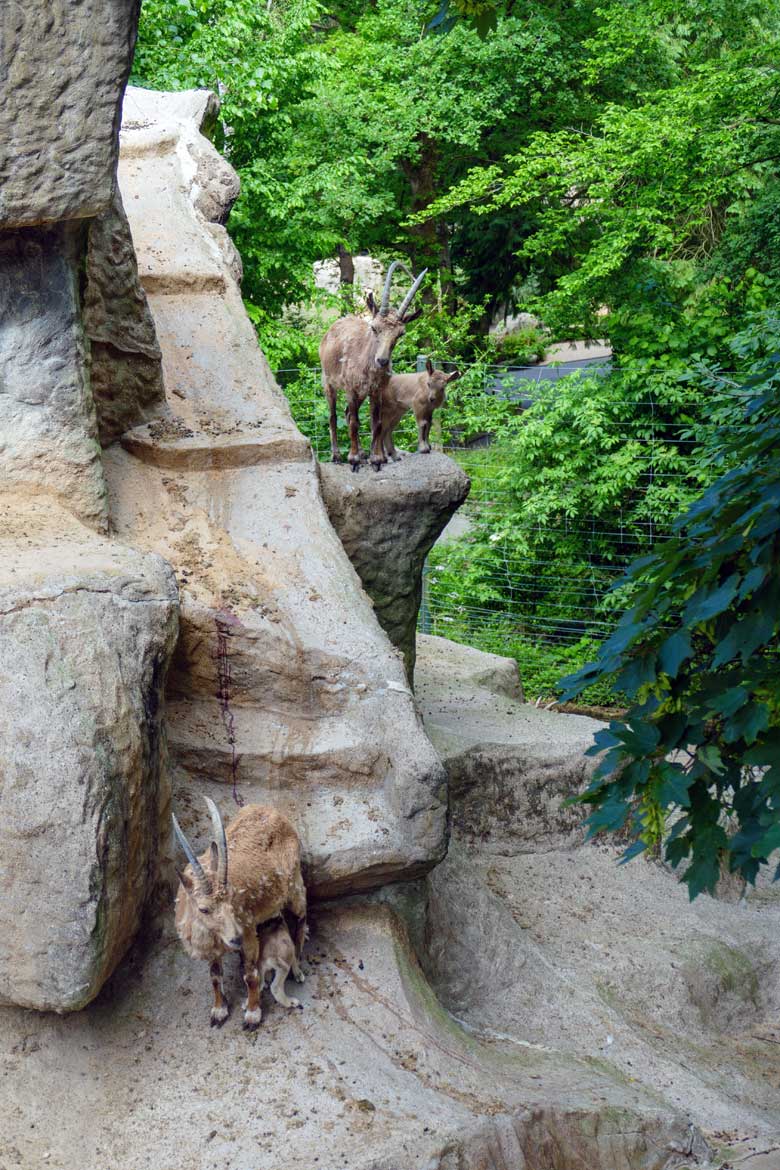 Weiblicher Sibirischer Steinbock MARISCHKA mit einem der am 5.5.2022 geborenen Jungtier-Zwillinge (oben) und weiblicher Sibirischer Steinbock MARTINA mit dem am 21.5.2022 geborenen weiblichen Jungtier (unten) am 23. Mai 2022 im Grünen Zoo Wuppertal