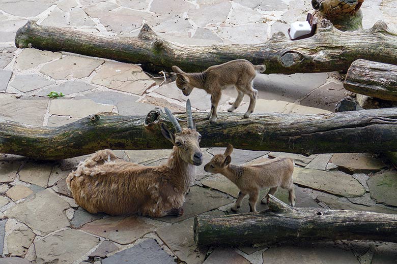 Weiblicher Sibirischer Steinbock MARISCHKA am 23. Mai 2022 mit den am 5.5.2022 geborenen Jungtier-Zwillingen im Wuppertaler Zoo