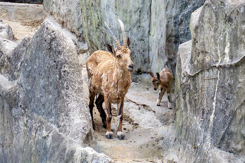 Weiblicher Sibirischer Steinbock MARTINA mit dem am 21.5.2022 geborenen weiblichen Jungtier am 23. Mai 2022 im Zoologischen Garten Wuppertal