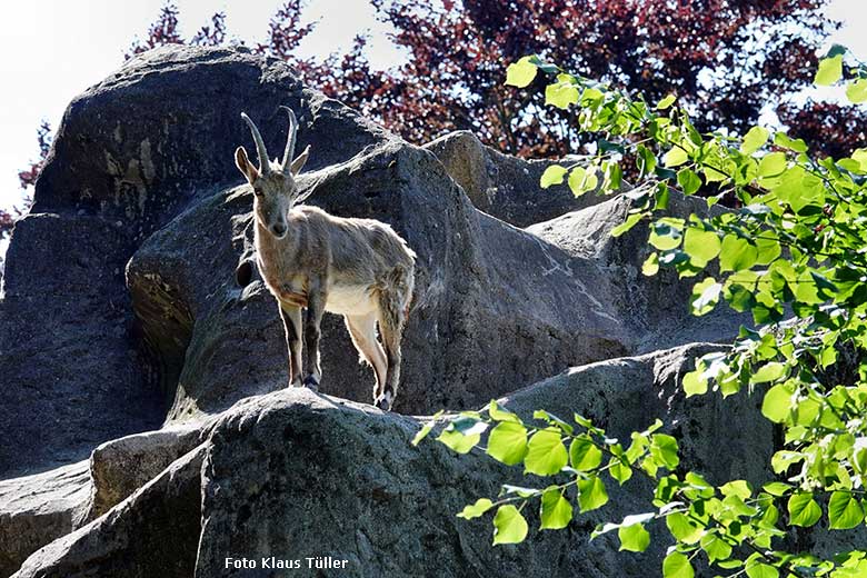 Sibirischer Steinbock am 14. Juni 2022 auf dem Steinbock-Felsen im Zoologischen Garten Wuppertal (Foto Klaus Tüller)