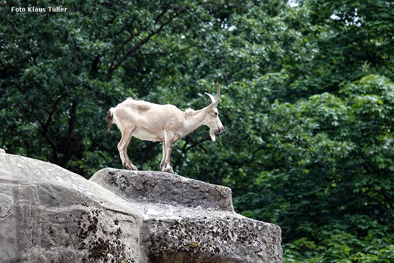 Weiblicher Sibirischer Steinbock ELFIE am 26. Juni 2022 auf dem Steinbock-Felsen im Grünen Zoo Wuppertal (Foto Klaus Tüller)