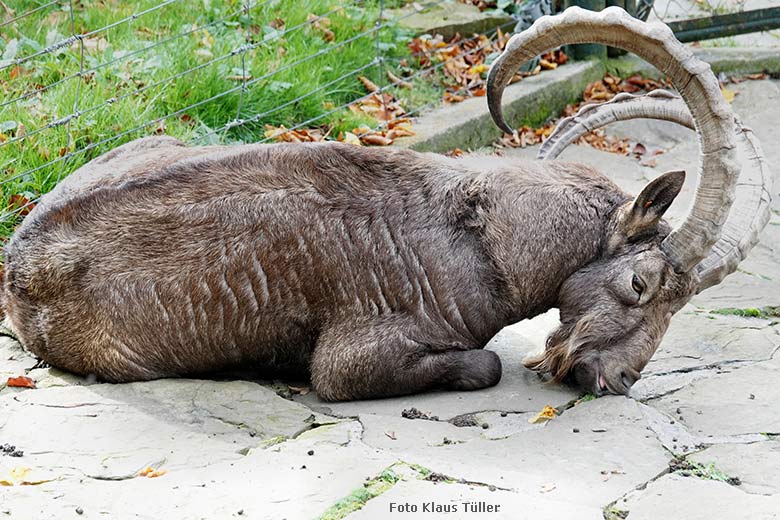 Sibirischer Steinbock am 26. Oktober 2022 im Zoologischen Garten der Stadt Wuppertal (Foto Klaus Tüller)