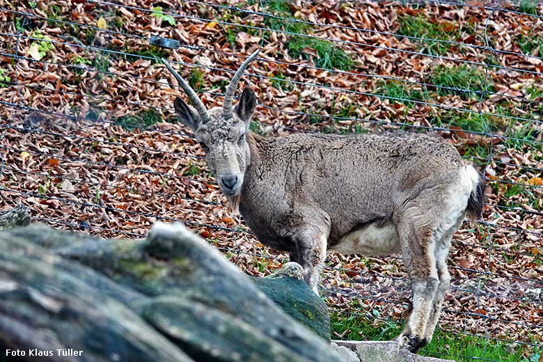 Sibirischer Steinbock am 6. November 2022 auf der Außenanlage im Grünen Zoo Wuppertal (Foto Klaus Tüller)