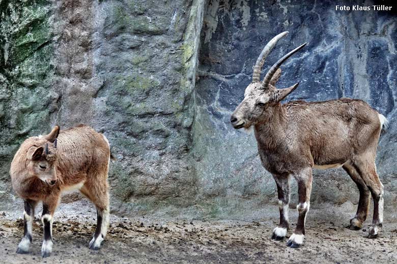 Sibirische Steinböcke am 6. November 2022 am Steinbock-Felsen im Wuppertaler Zoo (Foto Klaus Tüller)