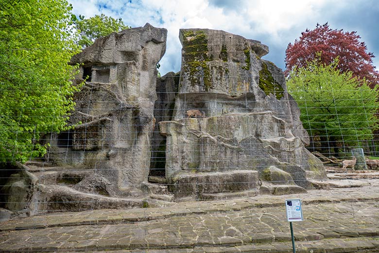 Sibirische Steinbock-Geiß MARISCHKA mit dem frisch geborenen Jungtier am 6. Mai 2023 auf dem Steinbock-Felsen im Grünen Zoo Wuppertal