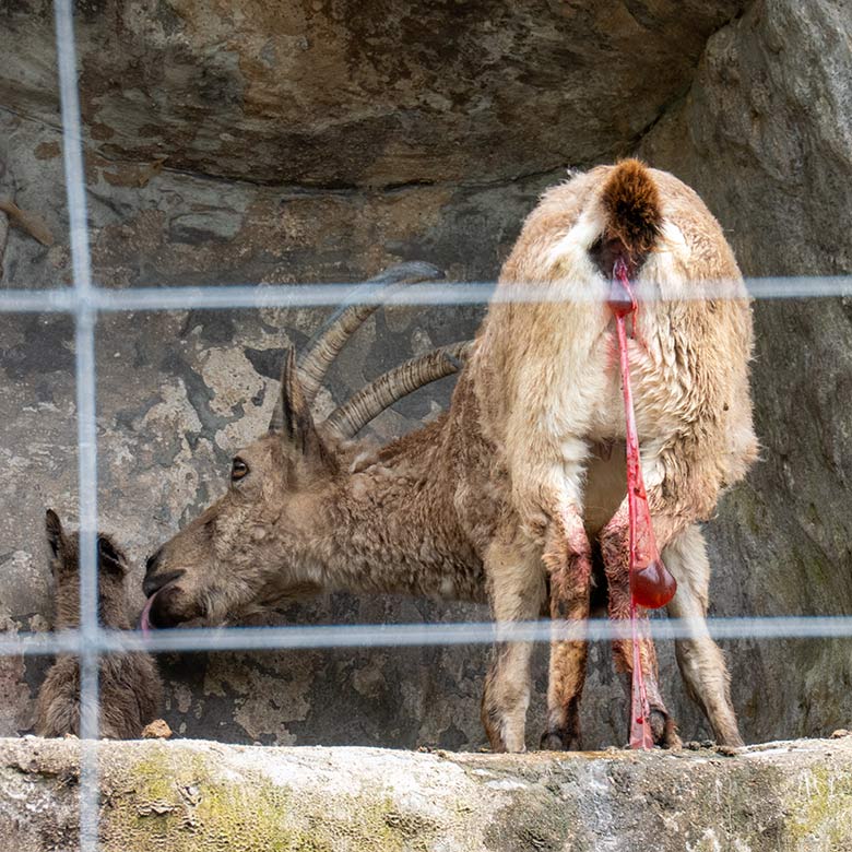 Sibirische Steinbock-Geiß MARISCHKA mit dem frisch geborenen Jungtier am 6. Mai 2023 auf dem Steinbock-Felsen im  Zoologischen Garten der Stadt Wuppertal