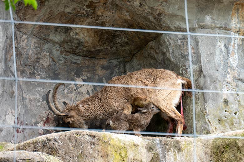 Sibirische Steinbock-Geiß MARISCHKA mit dem frisch geborenen Jungtier am 6. Mai 2023 auf dem Steinbock-Felsen im Zoo Wuppertal
