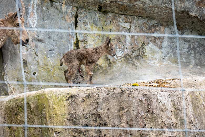 Sibirische Steinbock-Geiß MARISCHKA mit dem frisch geborenen Jungtier am 6. Mai 2023 auf dem Steinbock-Felsen im Zoologischen Garten Wuppertal