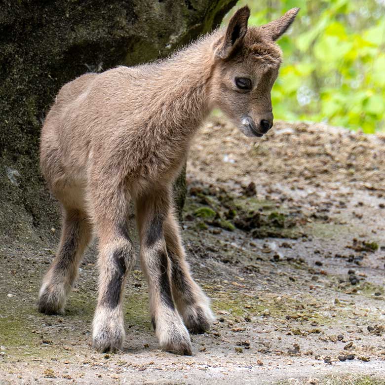 Das am Vortag von der Sibirischen Steinbock-Geiß MARISCHKA geborene Sibirische Steinbock-Jungtier am 7. Mai 2023 auf dem Steinbock-Felsen im Grünen Zoo Wuppertal