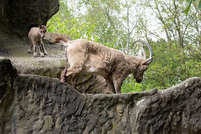 Sibirische Steinbock-Geiß MARISCHKA mit dem ein Tag alten Jungtier am 7. Mai 2023 auf dem Steinbock-Felsen im Zoologischen Garten der Stadt Wuppertal