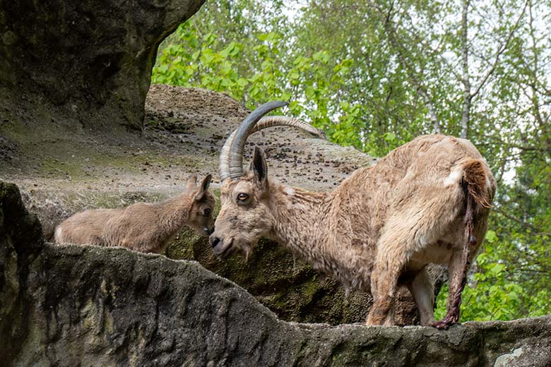 Sibirische Steinbock-Geiß MARISCHKA mit dem ein Tag alten Jungtier am 7. Mai 2023 auf dem Steinbock-Felsen im Zoo Wuppertal