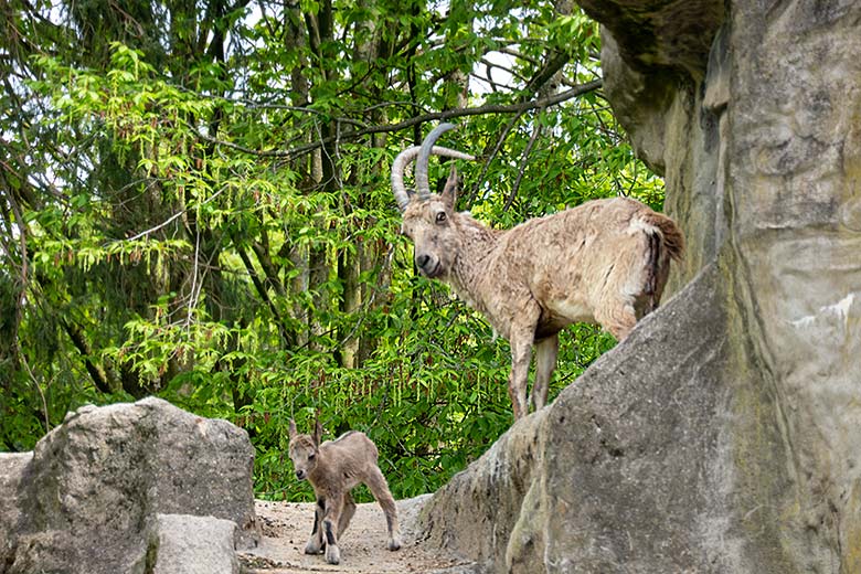 Sibirische Steinbock-Geiß MARISCHKA mit dem ein Tag alten Jungtier am 7. Mai 2023 auf dem Steinbock-Felsen im Wuppertaler Zoo