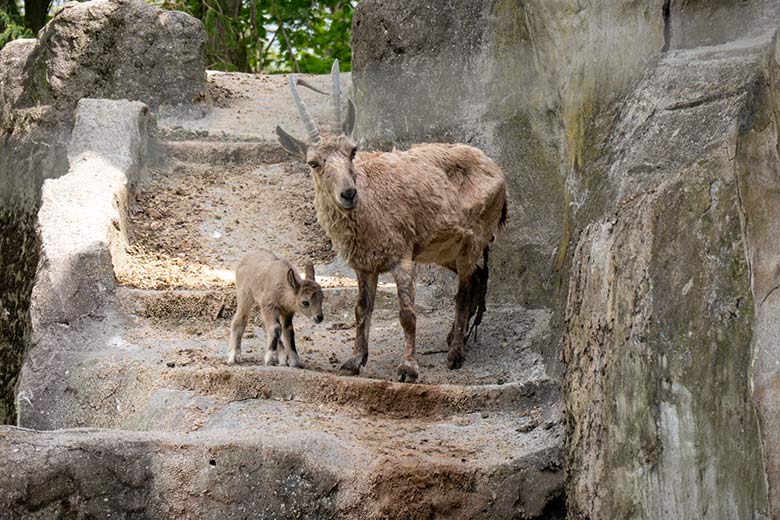 Sibirische Steinbock-Geiß MARISCHKA mit dem ein Tag alten Jungtier am 7. Mai 2023 auf dem Steinbock-Felsen im Zoologischen Garten Wuppertal