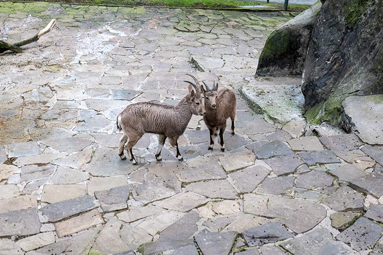 Sibirische Steinböcke SVENJA und HALVAR am 31. Januar 2024 auf der Außenanlage im Wuppertaler Zoo