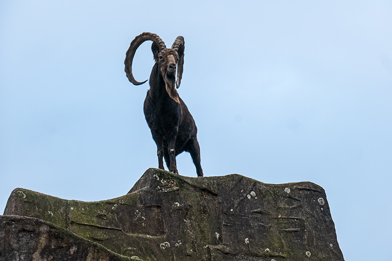 Männlicher Sibirischer Steinbock THORE am 31. Januar 2024 auf dem Steinbock-Felsen im Zoologischen Garten Wuppertal