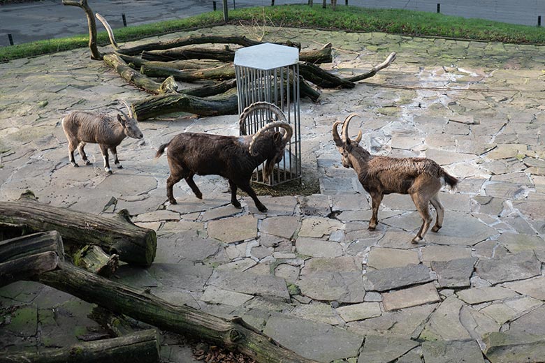 Sibirische Steinböcke SVENJA, THORE und HALVAR am 1. Dezember 2024 auf der Steinbock-Anlage im Wuppertaler Zoo