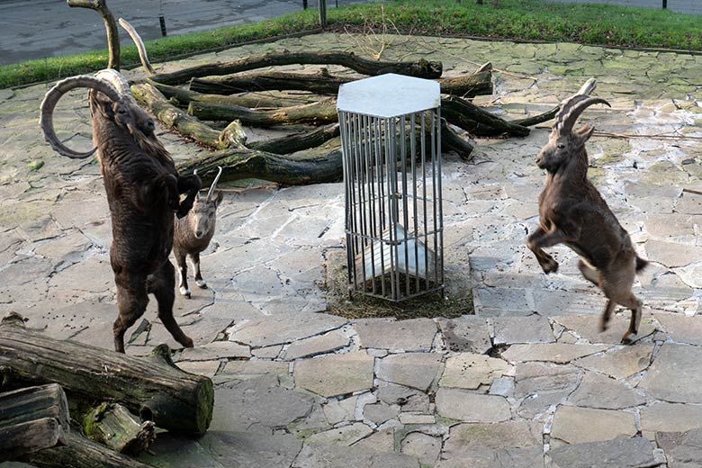 Sibirische Steinböcke THORE, SVENJA und HALVAR am 1. Dezember 2024 auf der Steinbock-Anlage im Zoo Wuppertal