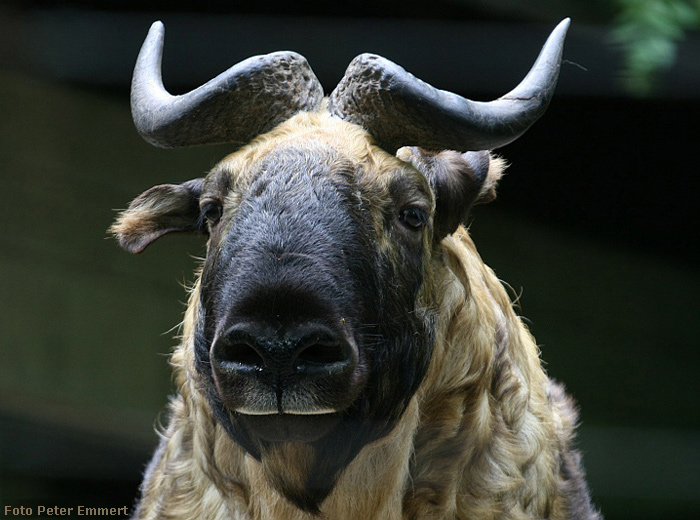 Mishmi-Takin im Wuppertaler Zoo im Juli 2007 (Foto Peter Emmert)