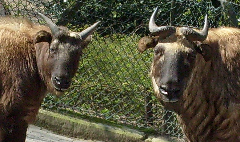 Mishmi-Takine im Zoologischen Garten Wuppertal im April 2008