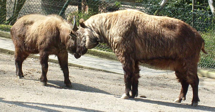 Mishmi-Takins im Zoo Wuppertal im April 2008