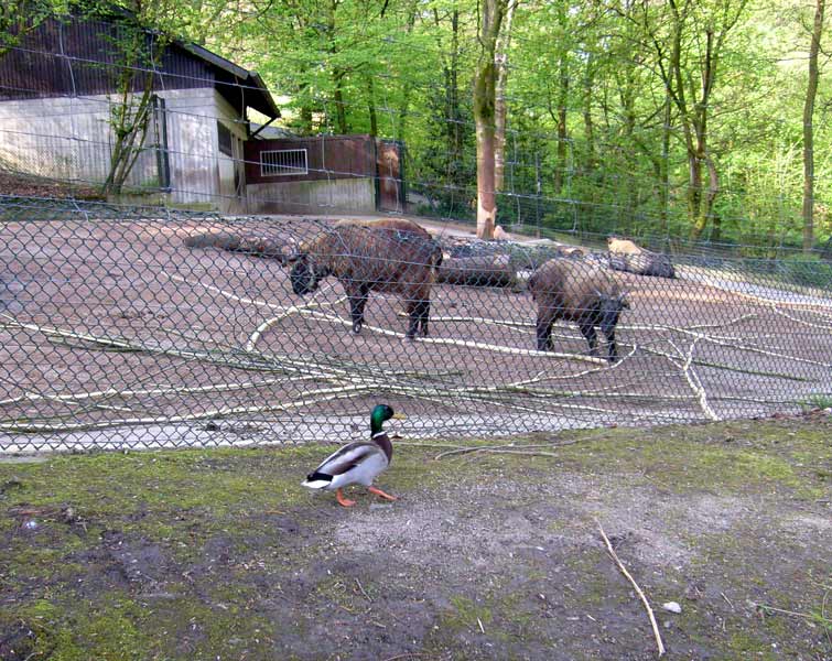 Männliche Stockente vor dem Gehege der Mishmi-Takins im Wuppertaler Zoo im Mai 2008